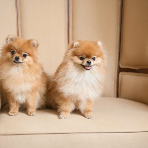 pamper your pooch