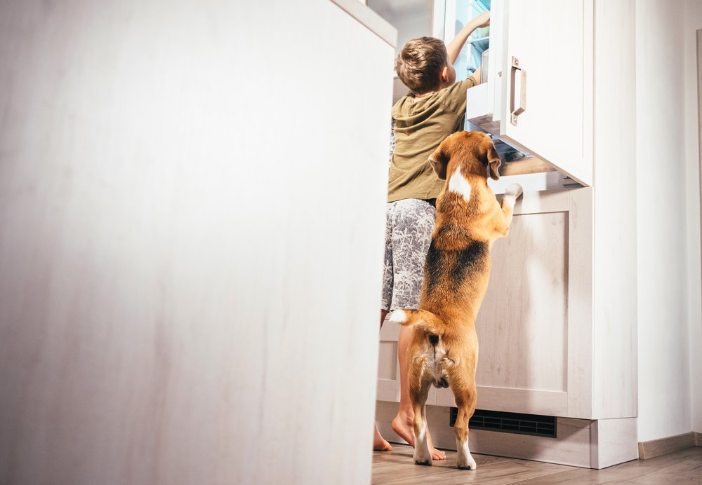 dog-friendly kitchen beagle