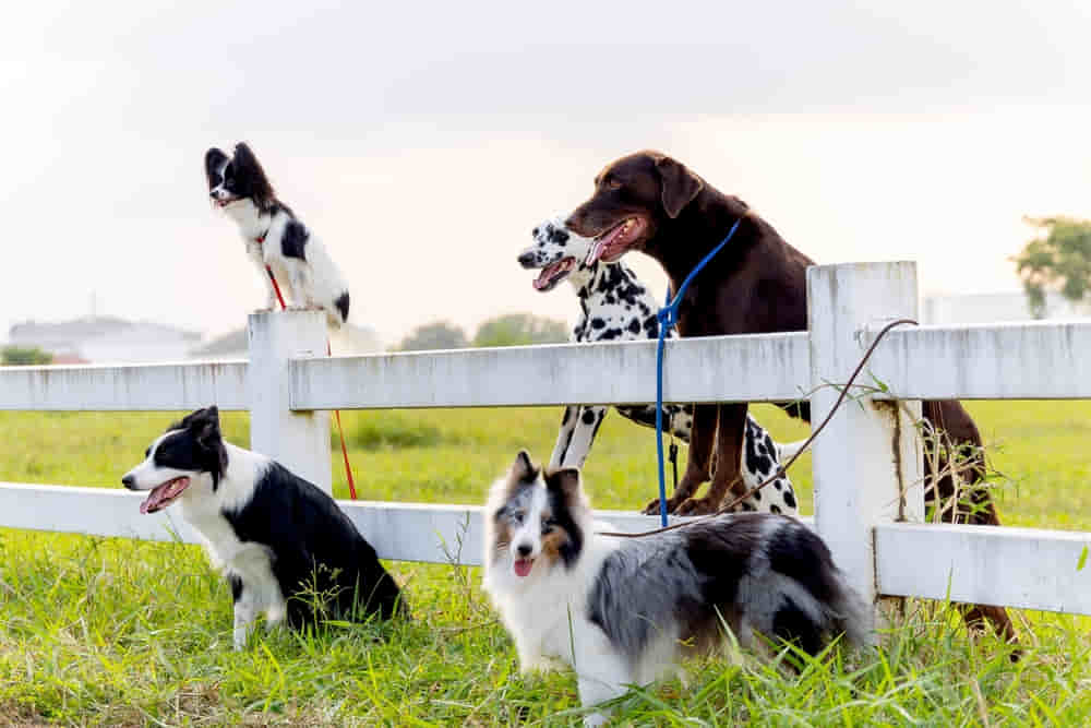 Different Dog Breeds