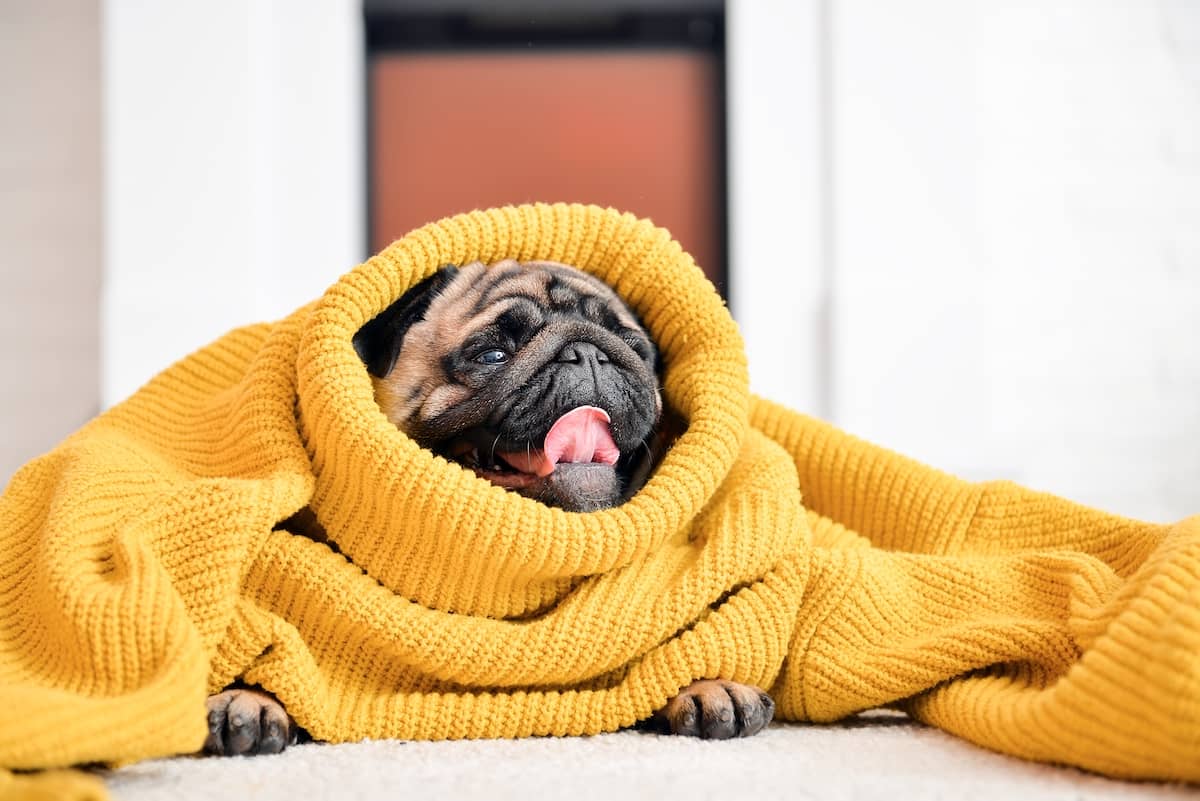 pug in big yellow jumper